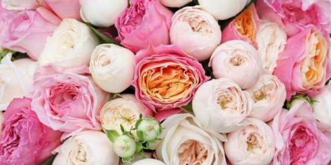 Pionic roses: nejlepší odrůdy, podle odborníků a hodnocení zákazníků