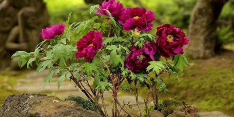 Stromové pivoňky: top 170 fotografií, podmínky pro pěstování ve volné půdě. Tipy na péči a ošetření pro začínající zahradníky