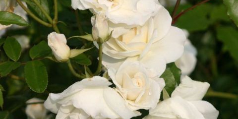 Lezecká ledová růže - sněhově bílá královna, dobývající svou něhou a krásou