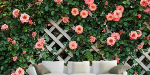 Popínavá růže nekvete: základní chyby a pomoc v nouzi