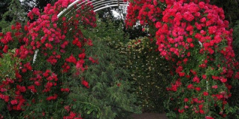 Popínavé růže v zahradním designu: úžasné nápady pro inspiraci + fotografie