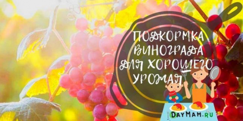 Krmení hroznů na jaře a léto