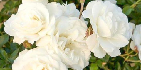 Polician rose: přehled populárních odrůd krásného cizince