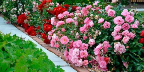 Polyanthus rose: jemnosti a triky úspěšného pěstování