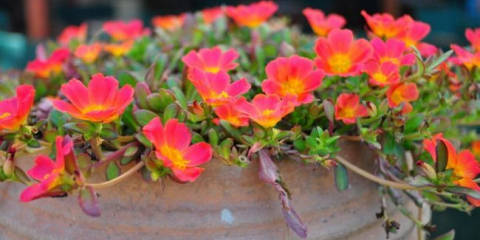 Portulak (75+ fotografií): dekorativní a hojení hezký