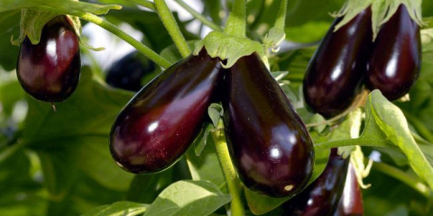 Eggplazan přistání v roce 2022: příznivé dny na lunárním kalendáři, setí