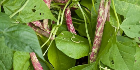 Pěstování fazole v roce 2022: termíny, pěstování, péče