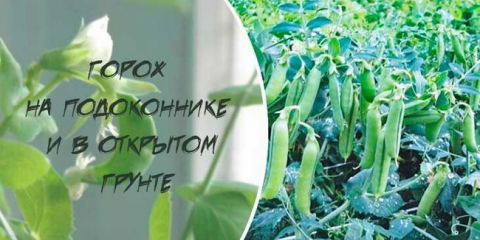 Přistání a péče o hrášek v otevřené zemi - jak a kdy rostliny hrášek semena