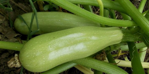 Výsadba cukety v roce 2022 pro sazenice a na otevřeném terénu: termíny setí podle regionu, lunární kalendář