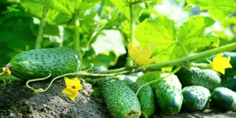 Výsadba okurek pro sazenice v roce 2022: kdy zasadit a zasít okurky, načasování