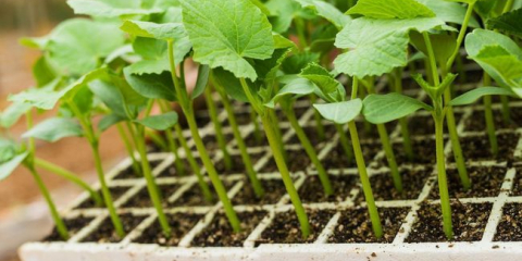 Výsadba okurek v dubnu 2022: příznivé dny na lunárním kalendáři, načasování podle regionu