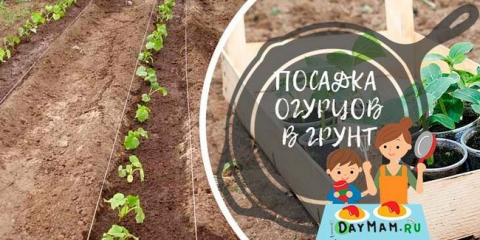 Výsadba okurek v otevřené zemi - kdy a jak dát okurky