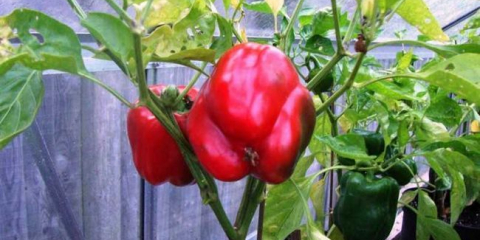 Pěstování pepře: jak se to dělá? 110 popisů fotografií a videí od odborníků a zkušených zahradníků