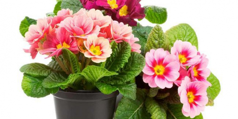 Výsadba prvosenky v roce 2022 podle lunárního kalendáře: příznivé dny, termíny podle regionu, pěstování podle odrůd