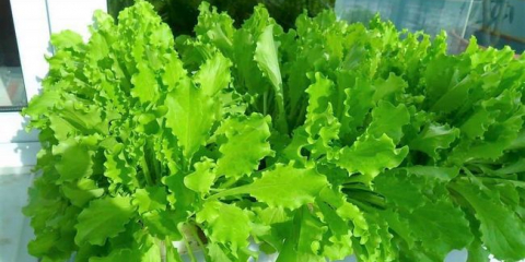 Přistávací hlávkový salát v roce 2022: příznivé dny za setí na parapetu, v otevřené půdě a skleníku v lunárním kalendáři