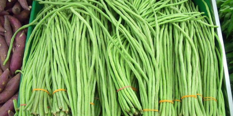 Přistání asparagus fazole v roce 2022: termíny, pěstování, péče