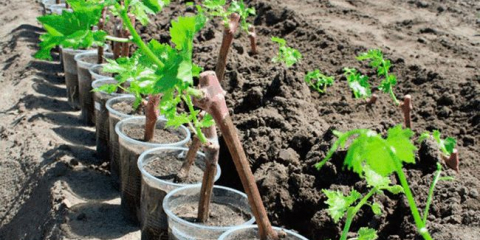 Jarní hroznový přistání v 2022: sazenice přistávací metody, příznivé dny na lunárním kalendáři