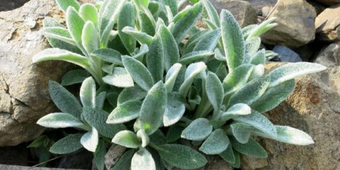 Použití stakhis v krajinářském designu