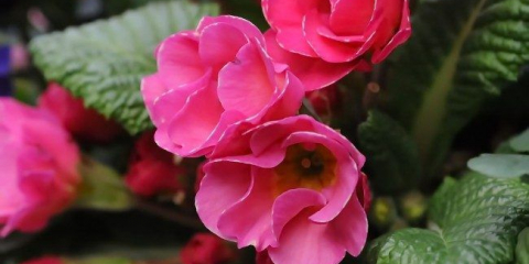 Zavést dlouhodobý, přistání a péči (60 fotografií): jak pěstovat květiny nebeské krásy