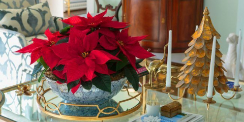 Poinsettia: domácí péče a všechny jemnosti prořezávání, reprodukce