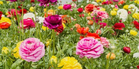 Ranunculyus (pryskyřník): vlastnosti výsadby, pěstování a péče v otevřené půdě