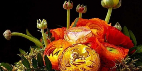 Ranunculus (pryskyřník): top 170 fotografií, výsadba, péče, reprodukce. Návod na pěstování na zahradě, rady zahradníků