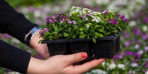Sazenice květin: volba času a způsobu výsadby. Pravidla pro tvorbu, sběr a péči o sazenice
