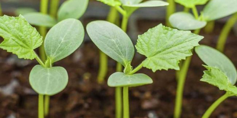 Sazenice okurky - popis krok za krokem, funkce a načasování rostoucí okurky různých odrůd (145 fotek)