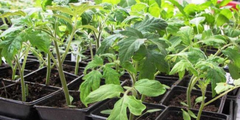 Sazenice rajčat: podrobný popis pěstování od a do z. Mistrovská třída 130 fotografií a videí