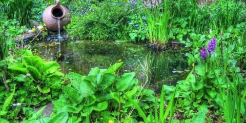 Rostliny pro rybník