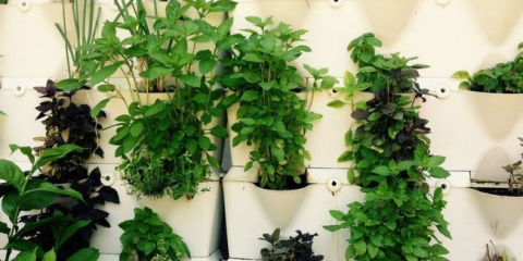 Rostliny děsí komáry a středy v chatě