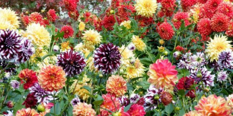 Reprodukce jiřin: nejúčinnější způsoby + pokyny krok za krokem