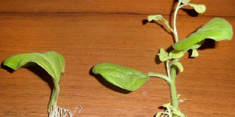 Množení petúnií řízkováním doma na jaře