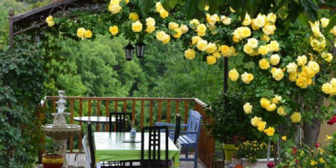 Reprodukce popínavých růží řízkováním a vrstvením: malé triky