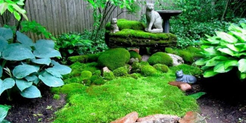 Odrůdy dekorativních mechů a používání pravidel