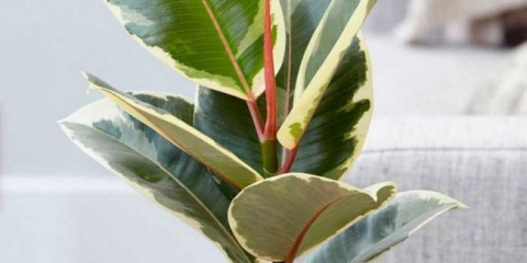 Odrůdy fíkusů: popis oblíbených odrůd, jejich výhody a rozdíly, vlastnosti pěstování a péče o fíkusy