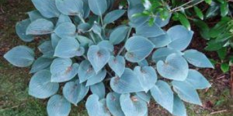 Odrůdy hosta: modrá hosta, jiné druhy a odrůdy