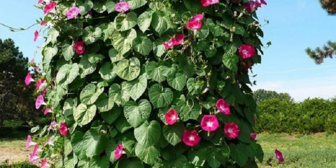 Odrůdy lian pro zahradu