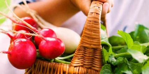 Ředkvičky - výsadba a péče na otevřeném poli. Nejlepší odrůdy semen ředkvičky