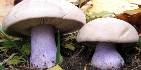 Řada litinských nebo synodio: popis a fotografie, kde houby roste, recepty jsou krok za krokem pro zimu doma