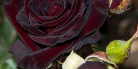 Luxusní růžově černá královna se vzácnou barvou a karmínovým přelivem