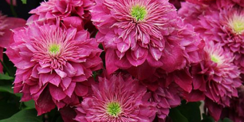 Luxusní plamének kaiser s velkými a bujnými květy