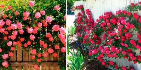 Popínavá růže - výsadba a péče o keř na jejich letní chatě