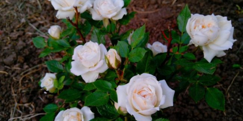 Udělej si sám růženec na venkově: péče, uspořádání, schéma růžence