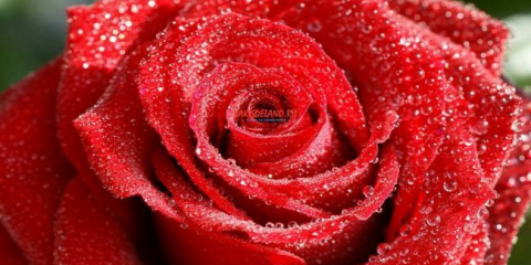 Růže: druhy, odrůdy, pravidla výsadby a péče + způsoby rozmnožování