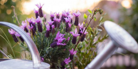 Zahradní levandule: péče a přistání v oblasti země, rostoucí pravidla