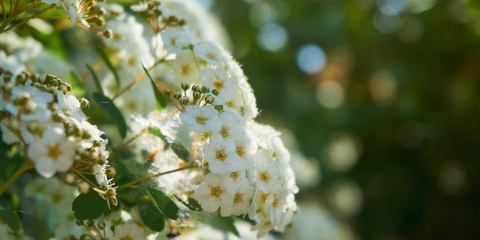Zahradní rostlina spirea: bílá, růžová, další oblíbené odrůdy