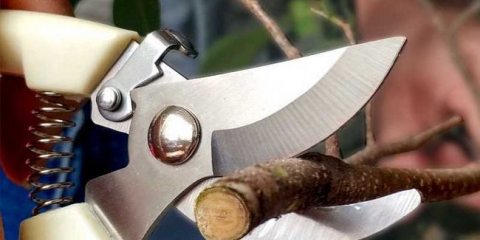 Garden secator - vlastnosti nástroje a nejlepší výrobci secator (155 fotek)