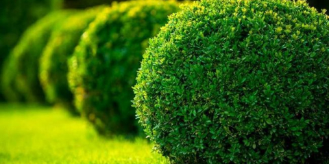 Sugit: design zahrady a pozemku, zvláštnosti pěstování a péče (video + 140 fotografií)