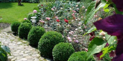 Zimostráz - výsadba a péče | vlastnosti pěstování a reprodukce okrasných keřů (135 fotografií + video)